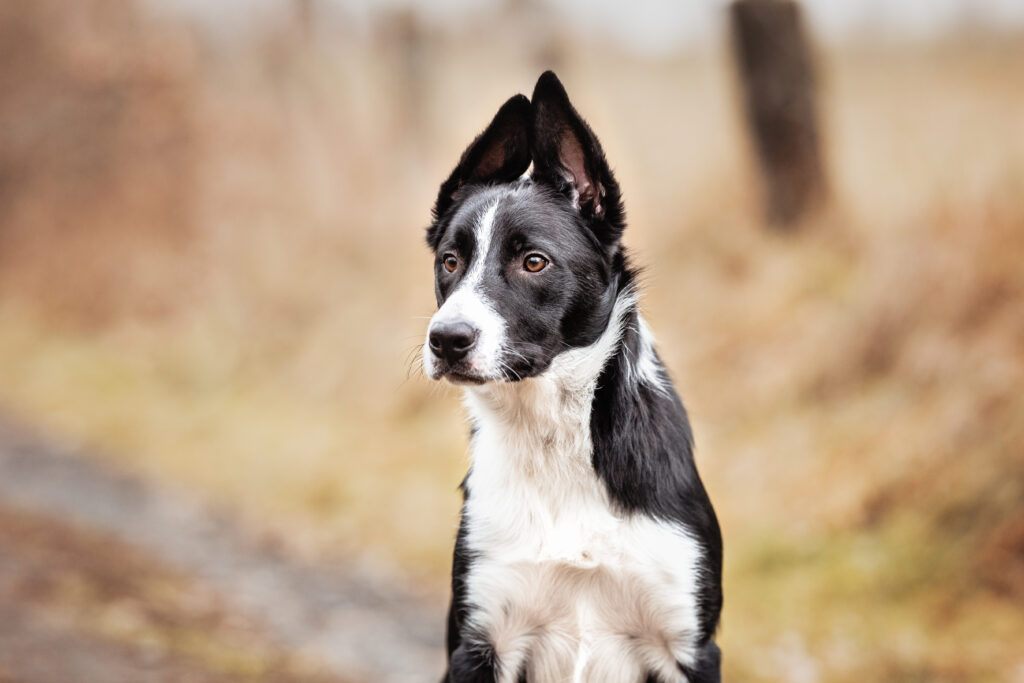 Bordercollie mit Stehohren bei Hundefotoshooting mit Coralie Duda Fotografie im Wetteraukreis