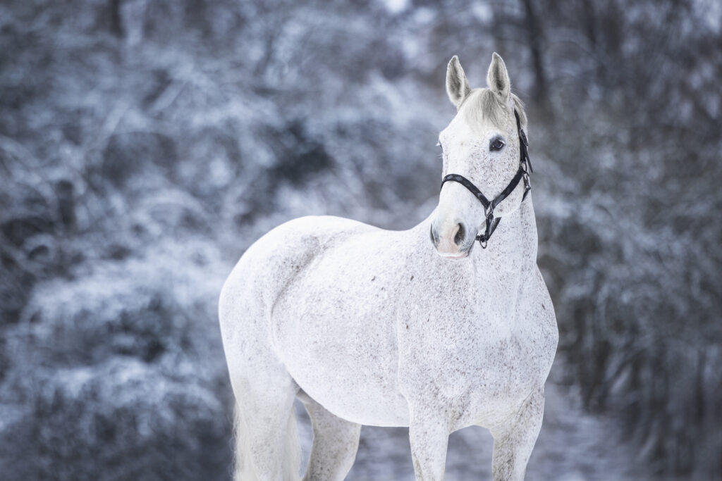 Schimmel Pferd bei Fotoshooting im Schnee mit Coralie Duda Fotografie im Wetteraukreis