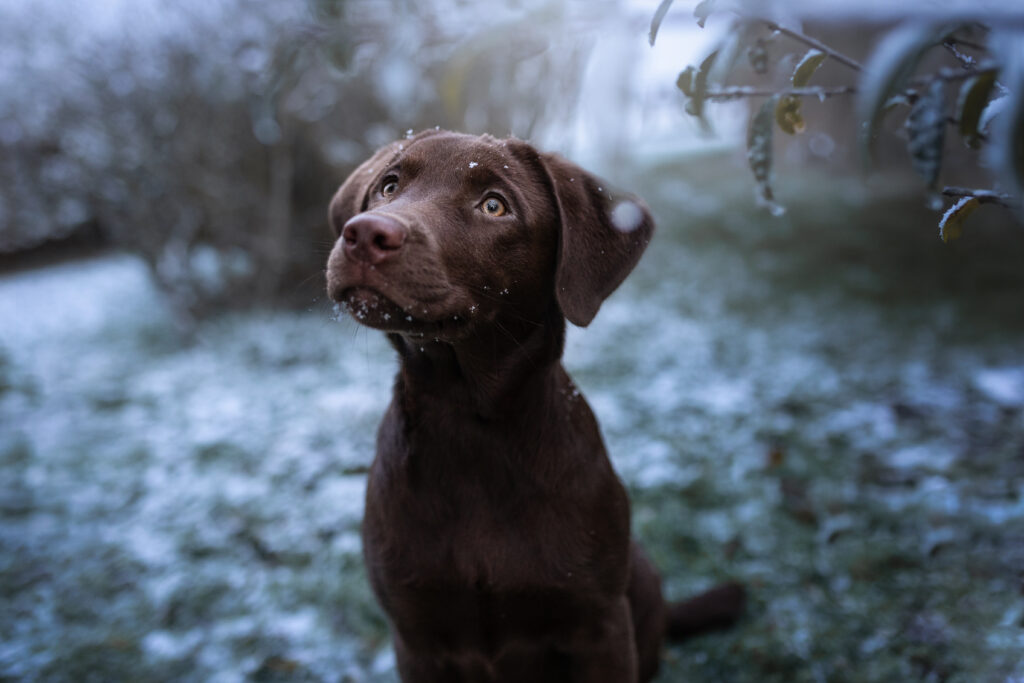 Welpe bei Hundefotoshooting mit Tierfotografin Coralie Duda Fotografie im Schnee