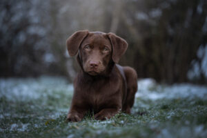 Welpe bei Hundefotoshooting im Winter mit Coralie Duda Fotografie im Wetteraukreis