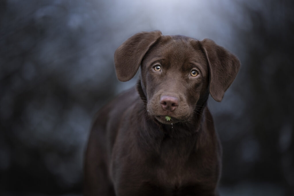 Welpe bei Hundefotoshooting mit Coralie Duda Fotografie in der Wetterau