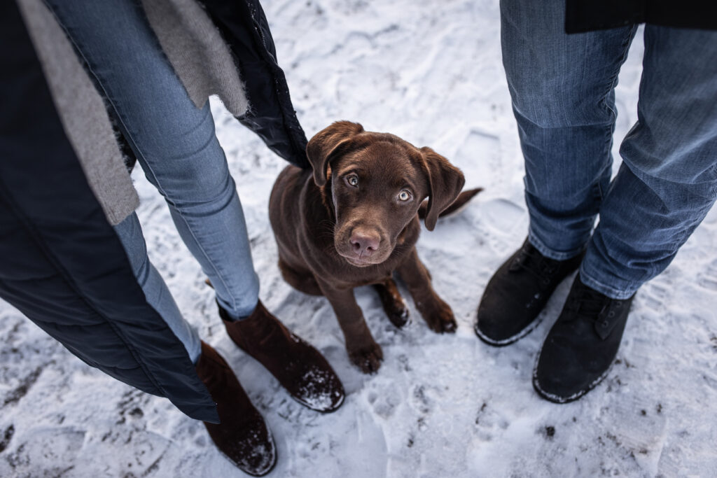 Labradorwelpe bei Hundefotoshooting mit Coralie Duda Fotografie in Büdingen