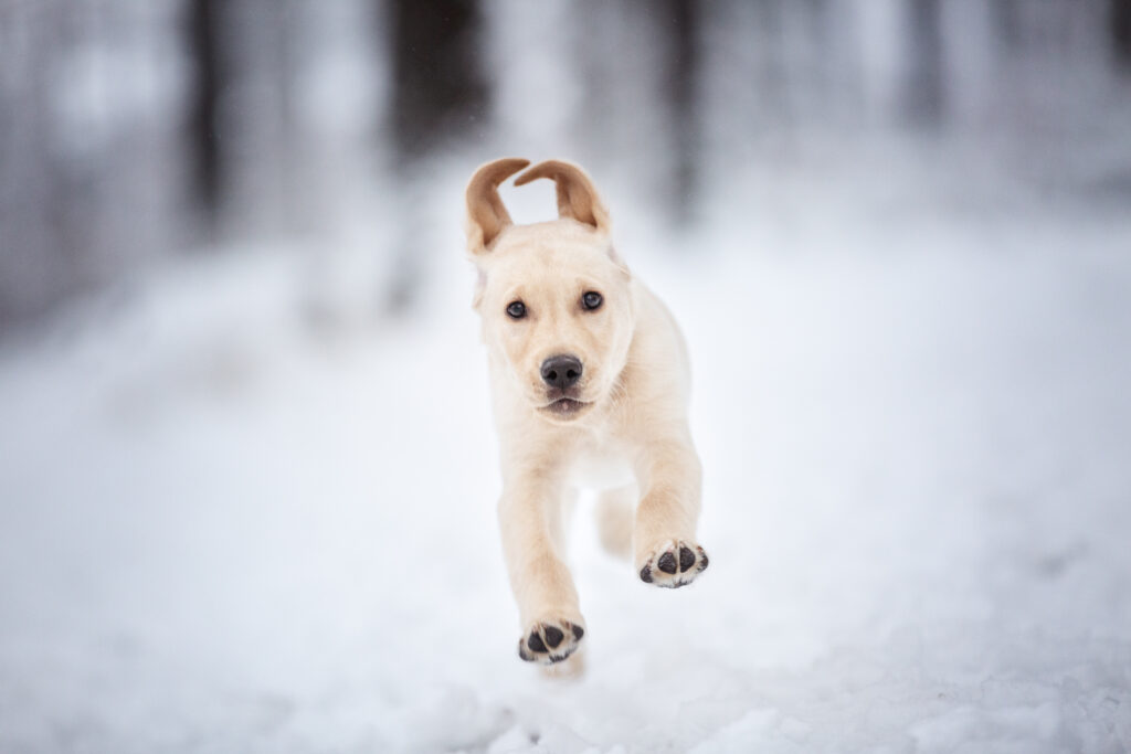 Rennender Labradorwelpe bei Hundefotoshooting im Schnee mit Coralie Duda Fotografie in Büdingen