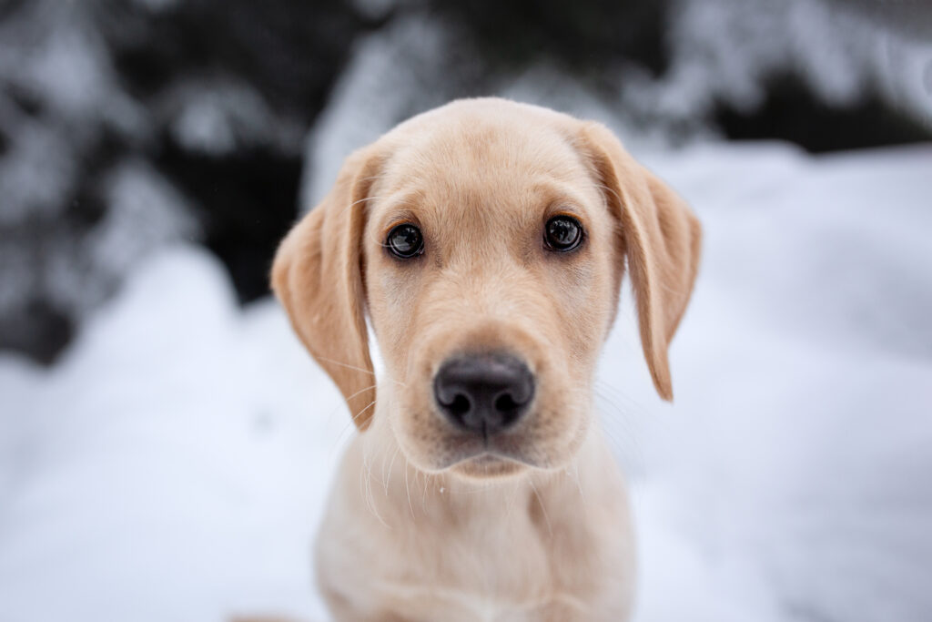 Porträt eines Welpen bei Hundefotoshooting im Winter mit Coralie Duda Fotografie im Wetteraukreis