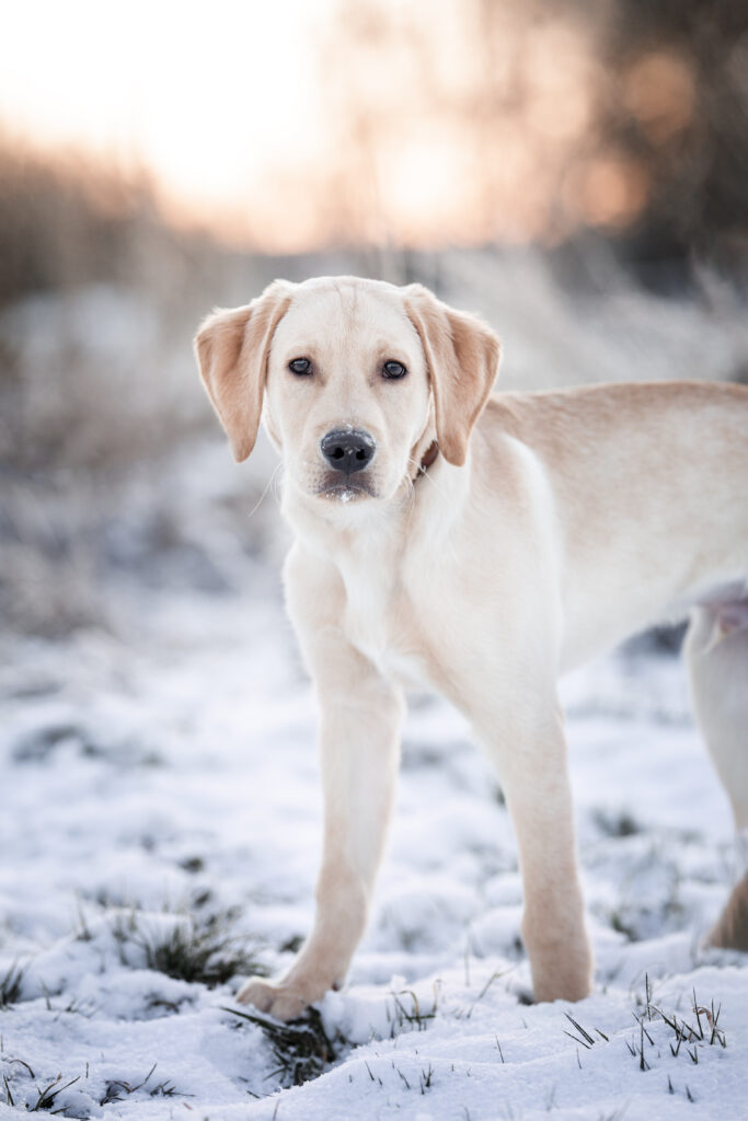 Labradorwelpe bei Welpenfotoshooting mit Coralie Duda Fotografie im Winter