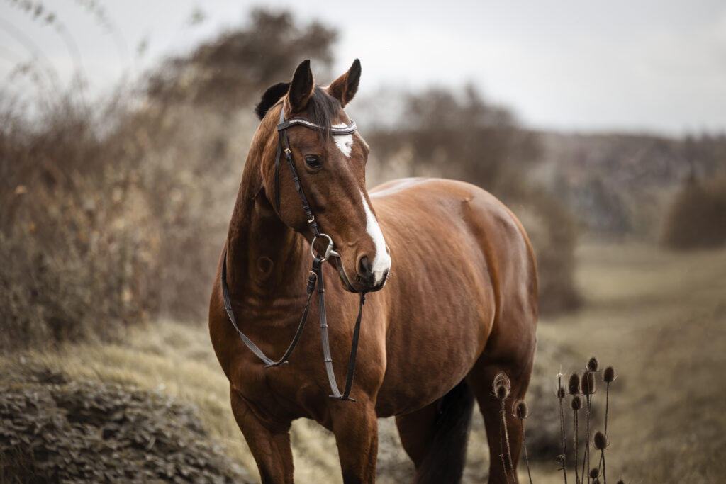 Pferd Portrait bei Fotoshooting im Winter mit Coralie Duda Fotografie im Wetteraukreis