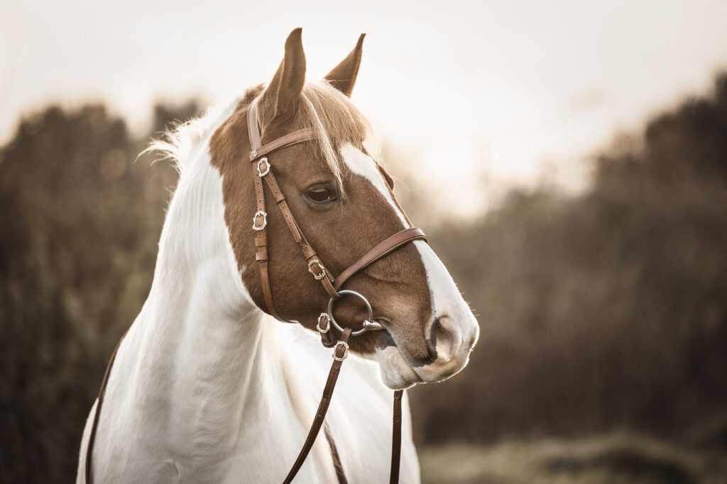 Pferd bei Fotoshooting im Winter mit Coralie Duda Fotografie im Wetteraukreis