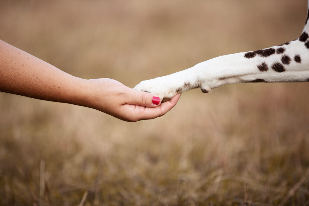 Menschenhand und Hundefoto berühren sich bei emotionalem Hundefotoshooting mit Coralie Duda Fotografie