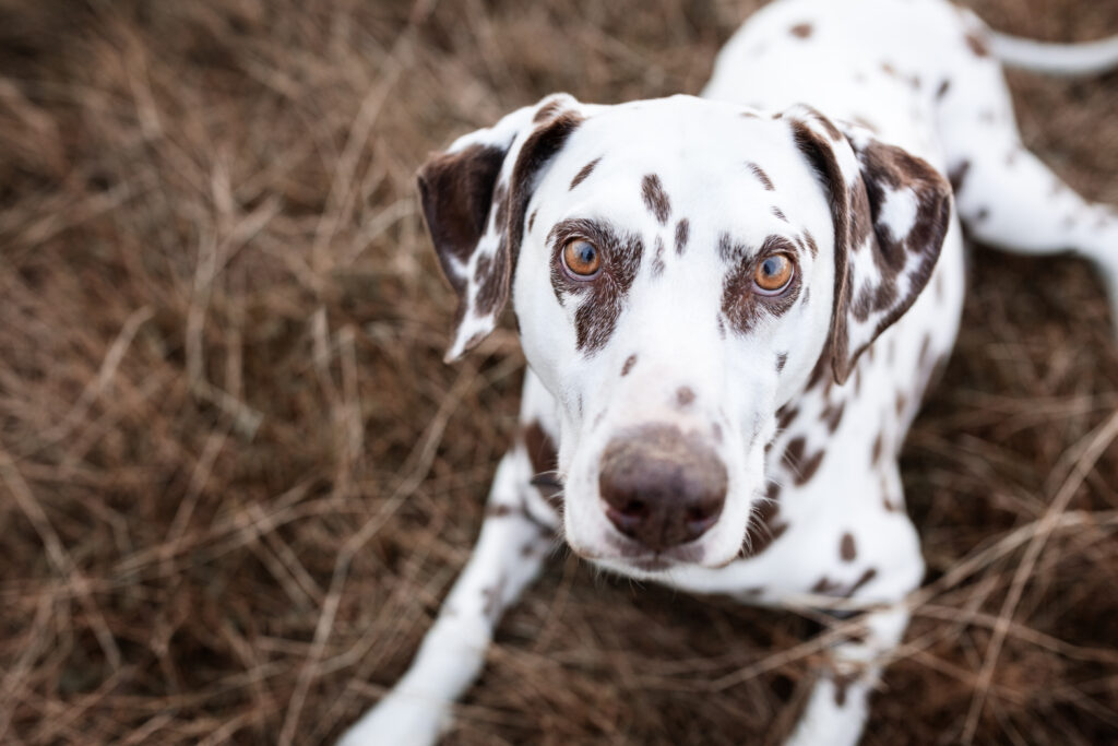 Dalmatiner mit braunen Punkten bei Hundefotoshooting mit Coralie Duda Fotografie im Wetteraukreis