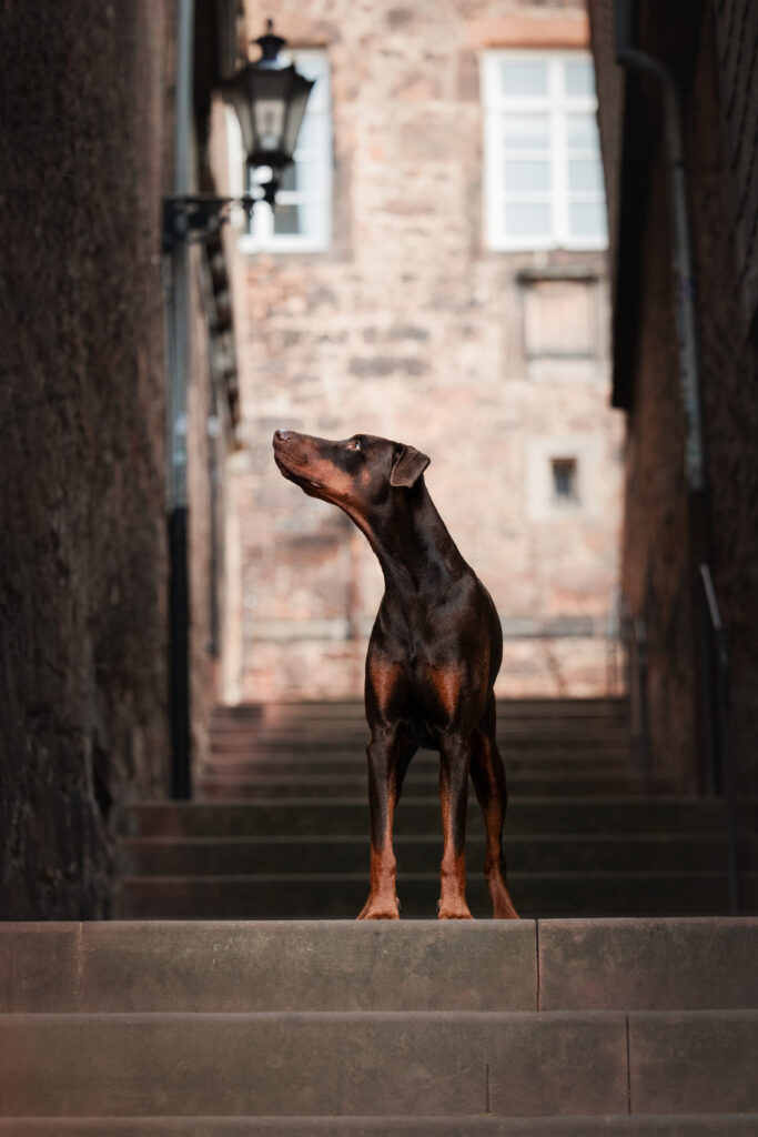 Dobermann bei Fotoshooting in der Stadt mit Coralie Duda Fotografie in Marburg