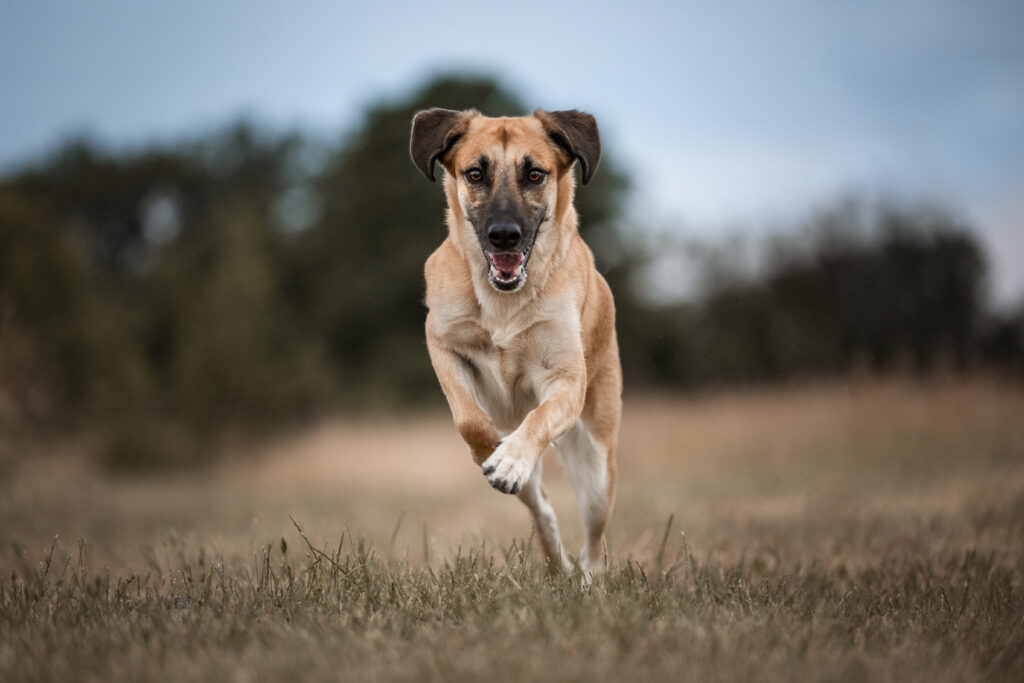 Rennender Hund Frau küsst Fohlen bei Pferdefotoshooting mit Coralie Duda Fotografie im Wetteraukreis