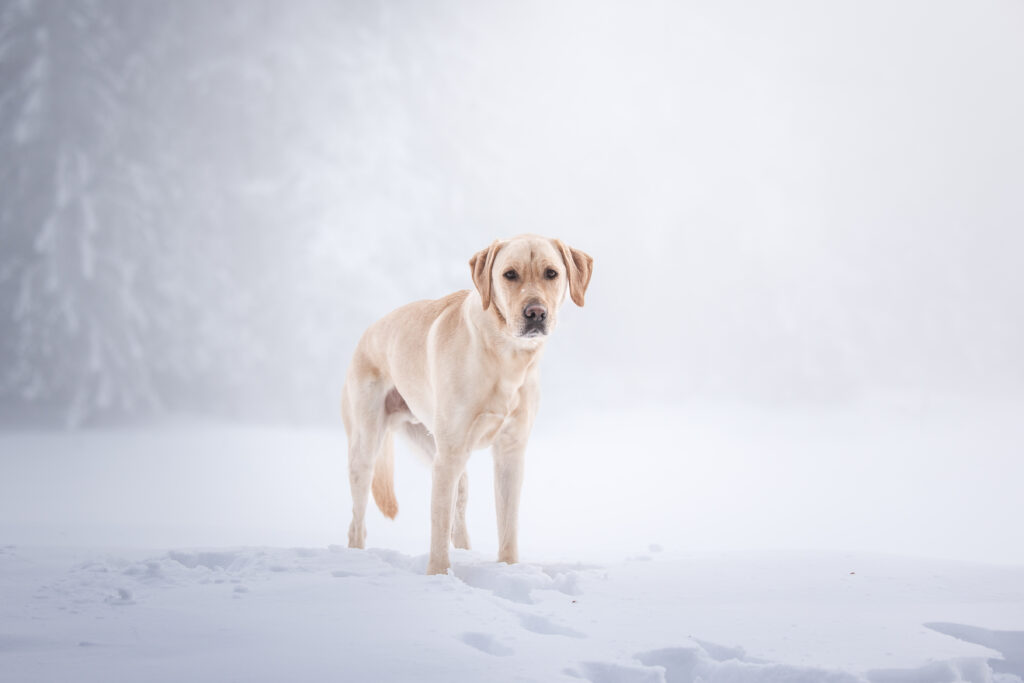 Labrador bei Schneefotoshooting mit Coralie Duda Fotografie in Seefeld