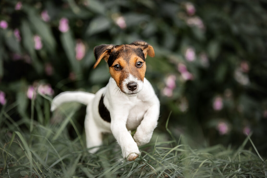 Jack Russel Welpe bei Hundefotoshooting mit Tierfotografin Coralie Duda Fotografie in Büdingen