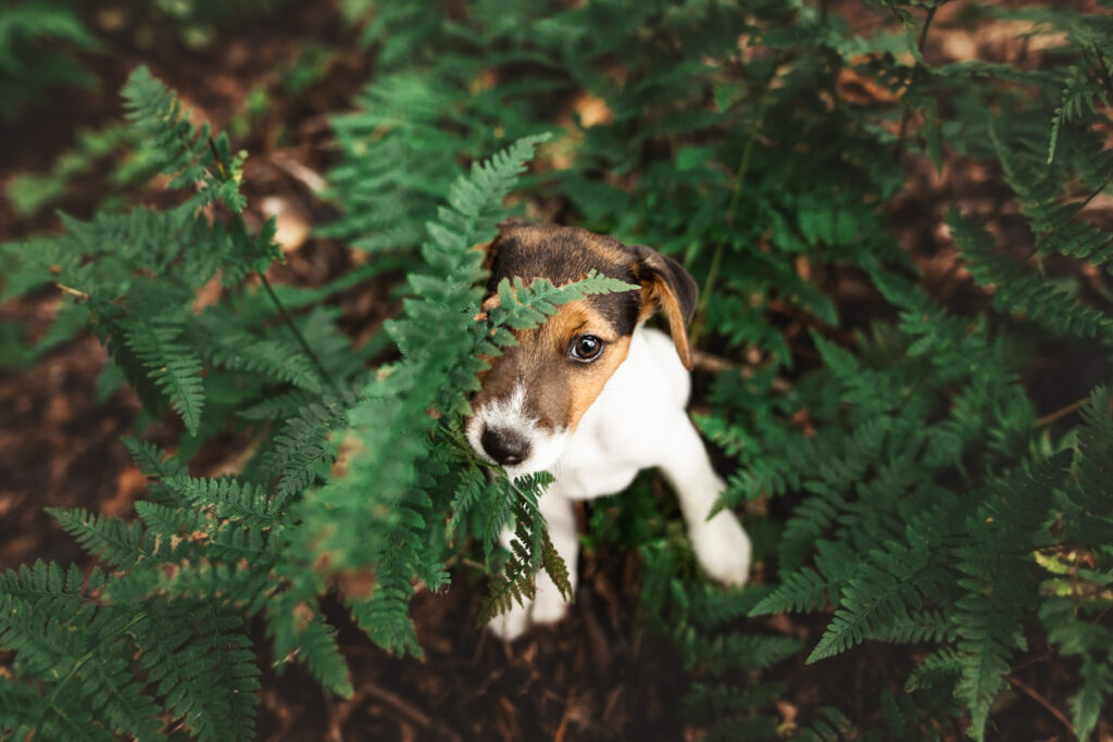 Jack Russel Welpe bei Hundefotoshooting im Wald mit Coralie Duda Fotografie im Wetteraukreis