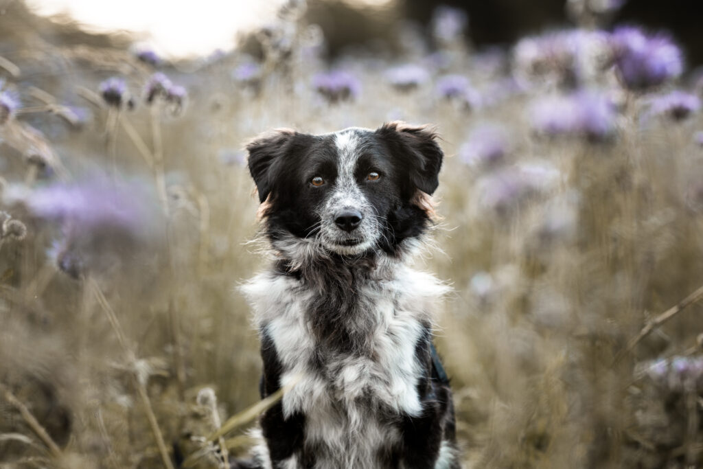 Hundeportrait in einer lila Blumenwiese bei Hundefotoshooting mit Tierfotografin Coralie Duda Fotografie in Büdingen