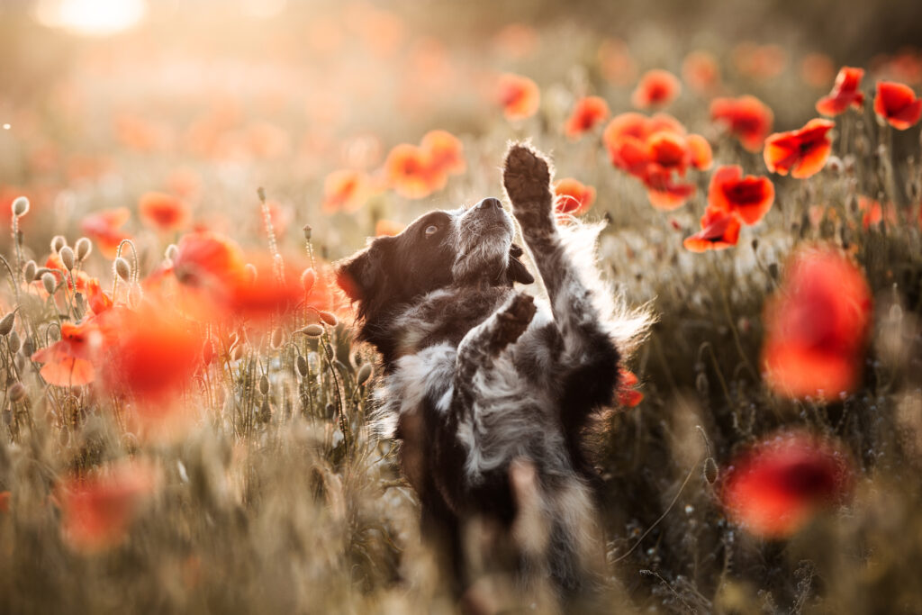 Hund macht Männchen in Mohnblumen bei Hundefotoshooting mit Hundefotografin Coralie Duda Fotografie im Wetteraukreis