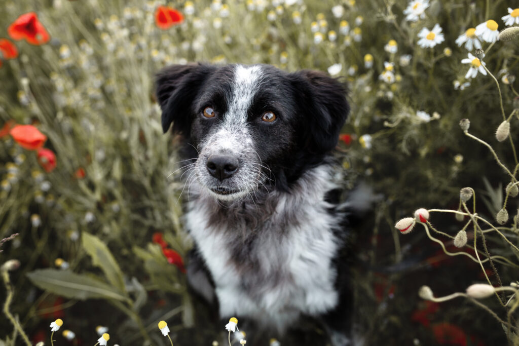 Porträt eines Hundes in einer Blumewiese bei Tierfotoshooting mit Coralie Duda Fotografie in Büdingen