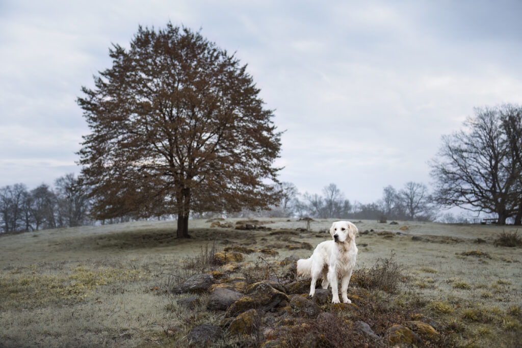 Golden Retriever auf dem Glauberg bei Hundefotoshooting mit Coralie Duda Fotografie