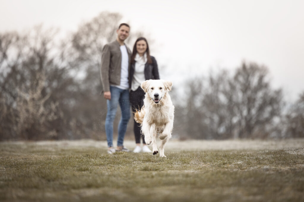 Rennender Golden Retriever bei Hundefotoshooting mit Coralie Duda Fotografie im Wetteraukreis