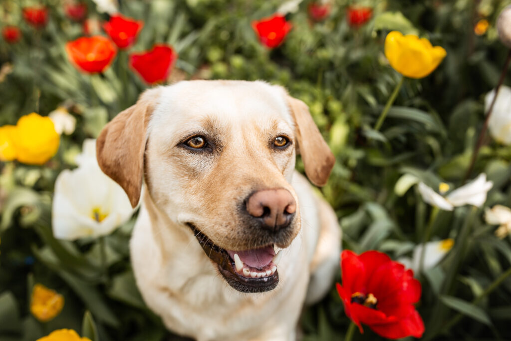 Blonder Labrador bei Frühlingsfotoshooting mit Tulpen mit Coralie Duda Fotografie im Raum Büdingen