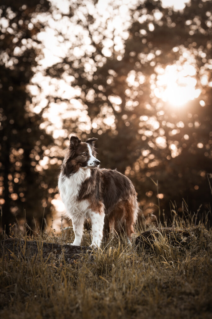 Bordercollie bei Hundefotoshooting mit Tierfotografin Coralie Duda Fotografie in Büdingen