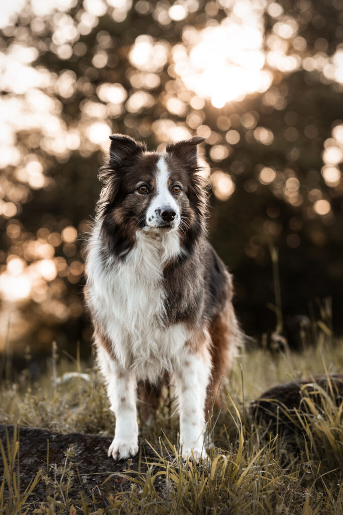 Bordercollie im Sonnenuntergang bei Hundefotoshooting mit Coralie Duda Fotografie in Glauburg