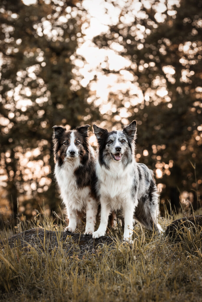 Zwei Bordercollies bei Tierfotoshooting mit Coralie Duda Fotografie in der Wetterau