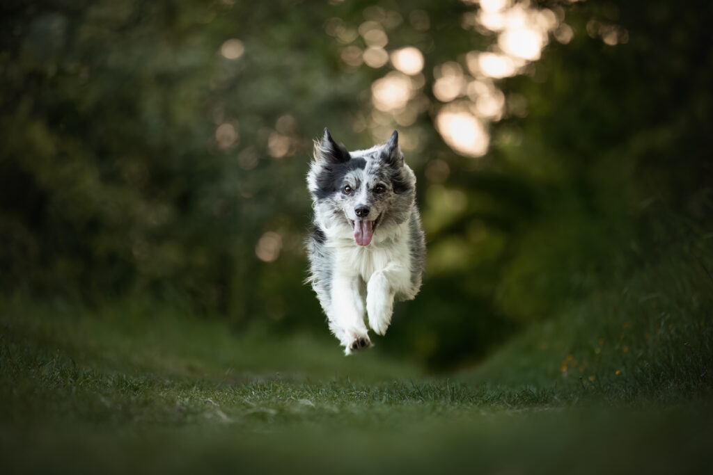 Rennender Bordercollie bei Fotoshooting mit Hundefotografin Coralie Duda Fotografie in Büdingen