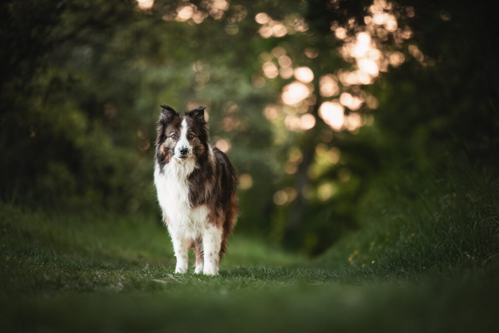 Bordercollie bei Fotoshooting in der Natur mit Coralie Duda Fotografie