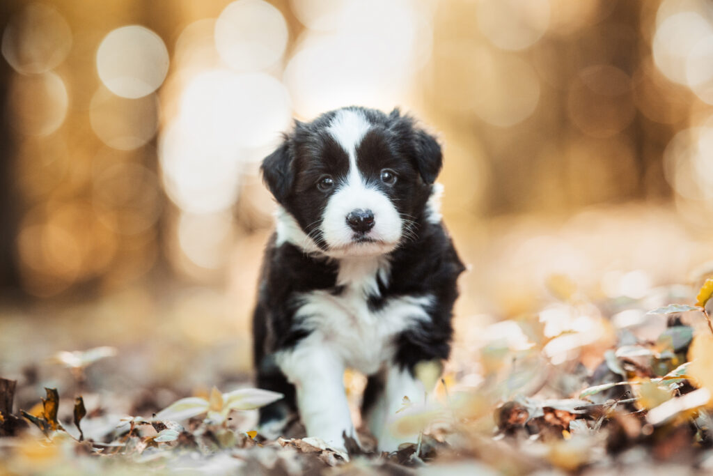 Bordercollie Welpe bei Welpenfotoshooting im Wald mit Coralie Duda Fotografie in Büdingen