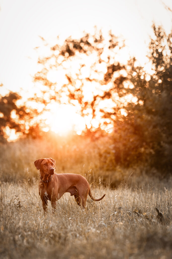 Ridgeback im Sonnenaufgang bei Hundefotoshooting mit Coralie Duda Fotografie im Wetteraukreis