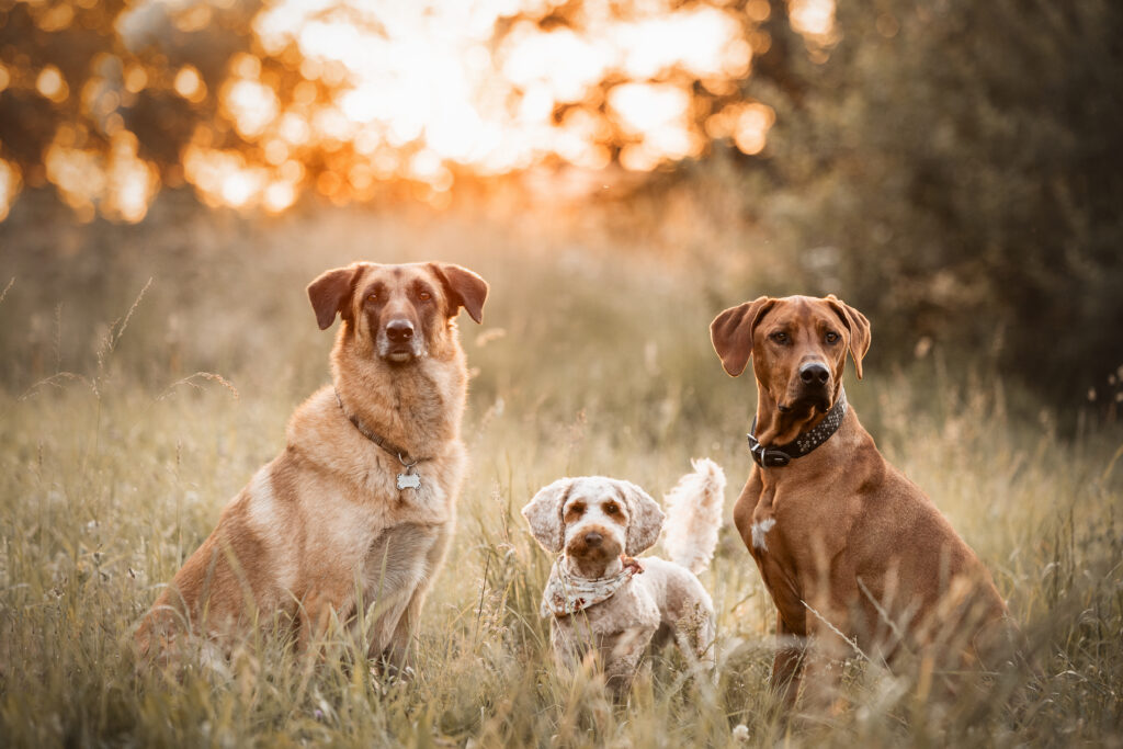 Drei Hunde bei Fotoshooting im Sonnenaufgang mit Coralie Duda Fotografie in Büdingen