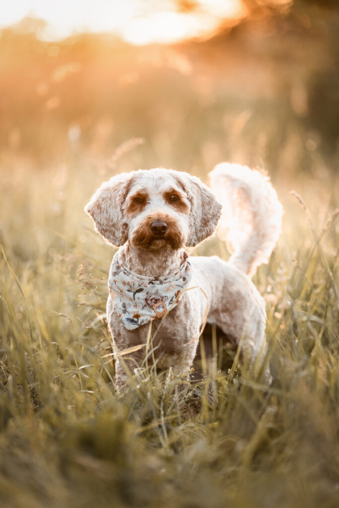 Pudelmix bei Hundefotoshooting mit Coralie Duda Fotografie im Wetteraukreis