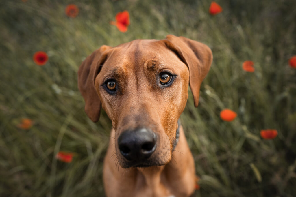 Nahaufnahme eines Hundes bei Fotoshooting mit Tierfotografin Coralie Duda Fotografie im Main-Kimzig-Kreis