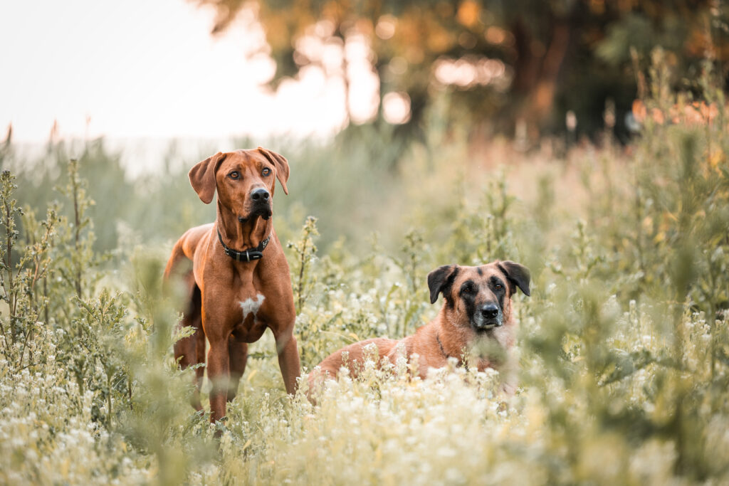 Zwei Hunde bei Tierfotoshooting mit Coralie Duda Fotografie im Wetteraukreis