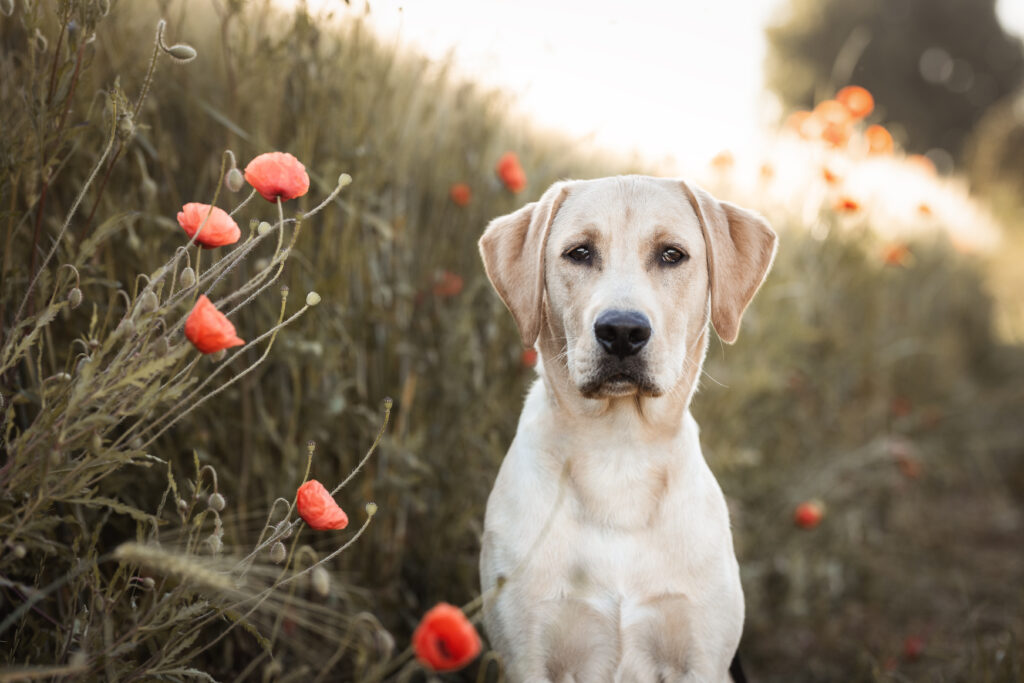 Portrait eines Labradors bei Tulpenfotoshooting mit Coralie Duda Fotografie im Wetteraukreis