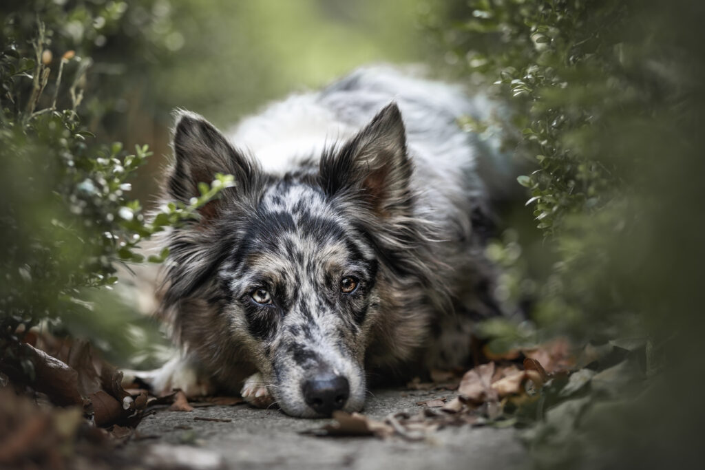 Australian Shepherd Nahaufnahme aus Hundefotoshooting mit Coralie Duda Fotografie im Wetteraukreis