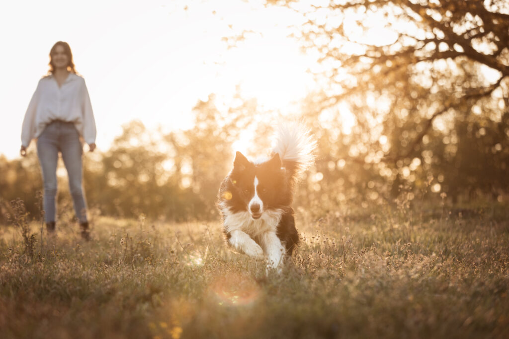 Hund rennt über Wiese bei Fotoshooting mit Coralie Duda Fotografie im Wetteraukreis