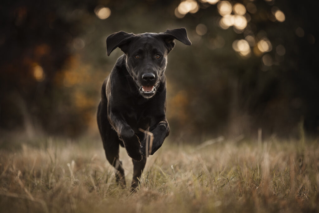 Rennender Hund bei Fotoshooting mit Coralie Duda Fotografie im Wetteraukreis