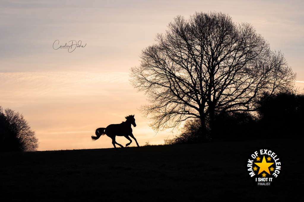 Silhouette eines Pferdes im Galopp von Coralie Duda Fotografie Auszeichnung bei Fotowettbewerb