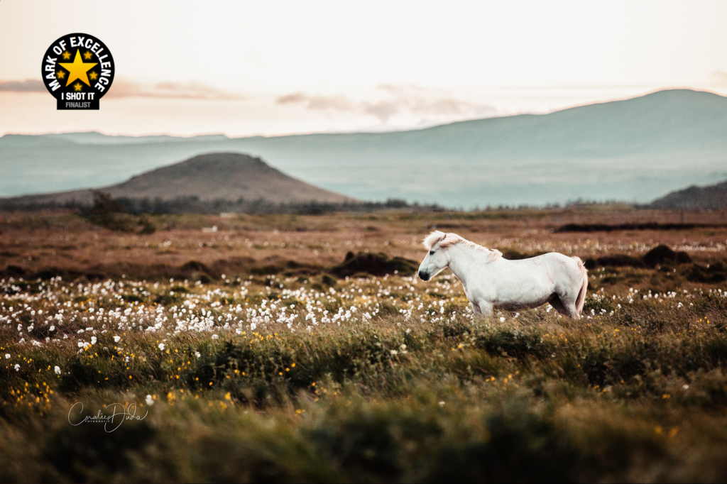 Fotos eines Islandpferdes von Coralie Duda Fotografie Auszeichnung bei Fotowettbewerb