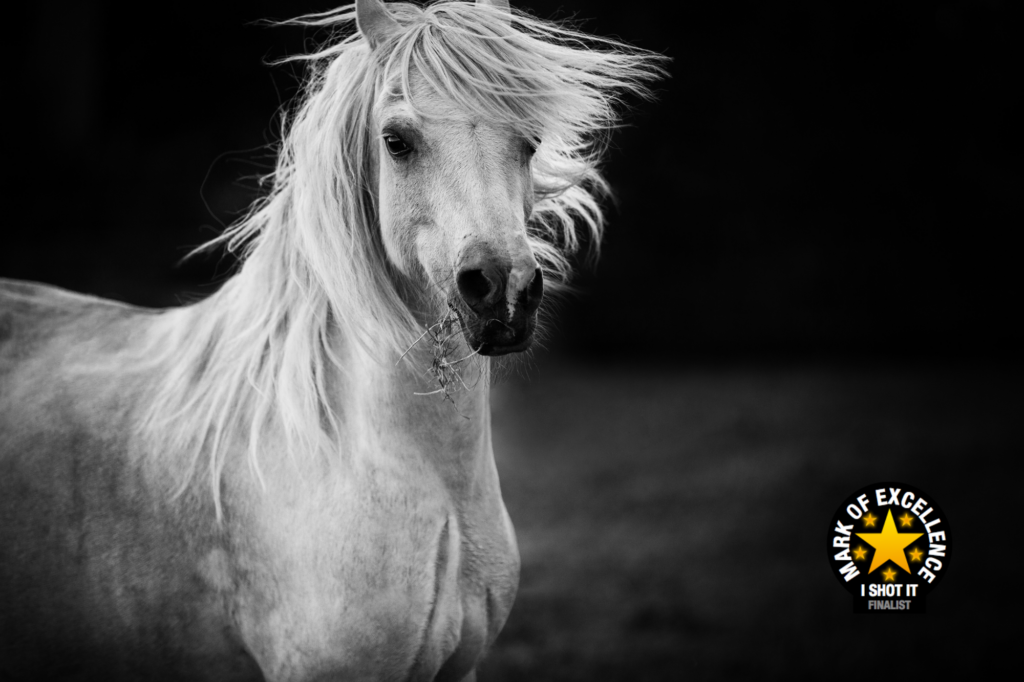 Pony mit fliegender Mähne von Coralie Duda Fotografie Auszeichnung bei Fotowettbewerb