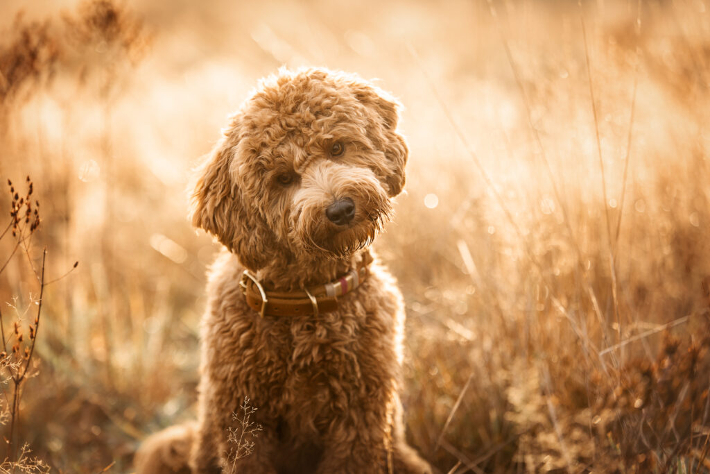 Maltipoo Portrait bei Hundefotoshooting mit Coralie Duda Fotografie im Wetteraukreis