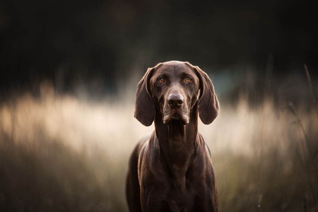 Deutsch Kurzhaar Portrait bei Hundefotoshooting mit Coralie Duda Fotografie im Wetteraukreis