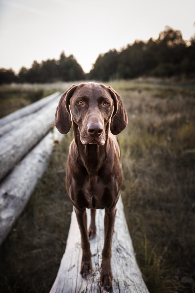 Deutsch Kurzhaar bei Hundefotoshooting im Sommer mit Coralie Duda Fotografie im Wetteraukreis