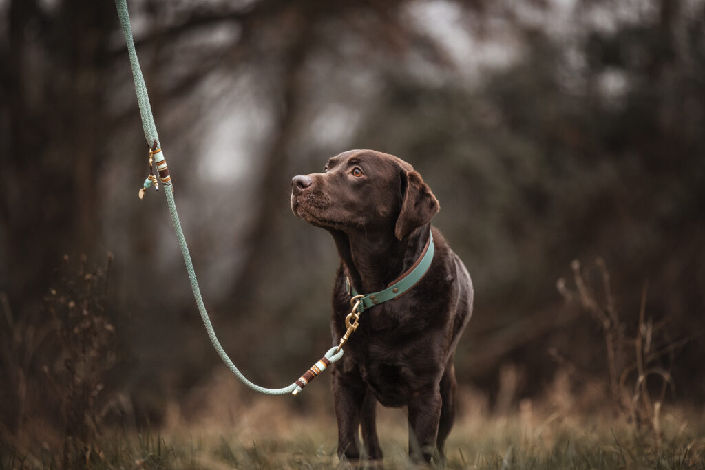 Labrador mit Hundeleine bei Hundefotoshooting mit Coralie Duda Fotografie im Wetteraukreis