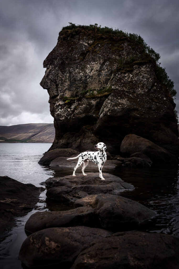 Dalmatiner am Kleifarvatn in Island bei Hundefotoshooting mit Coralie Duda Fotografie