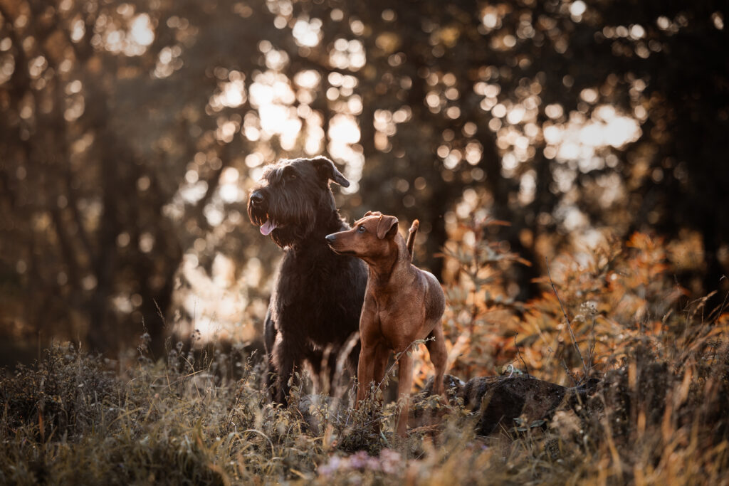 Zwei Hunde bei Fotoshooting im Sommer mit Coralie Duda Fotografie in Büdingen