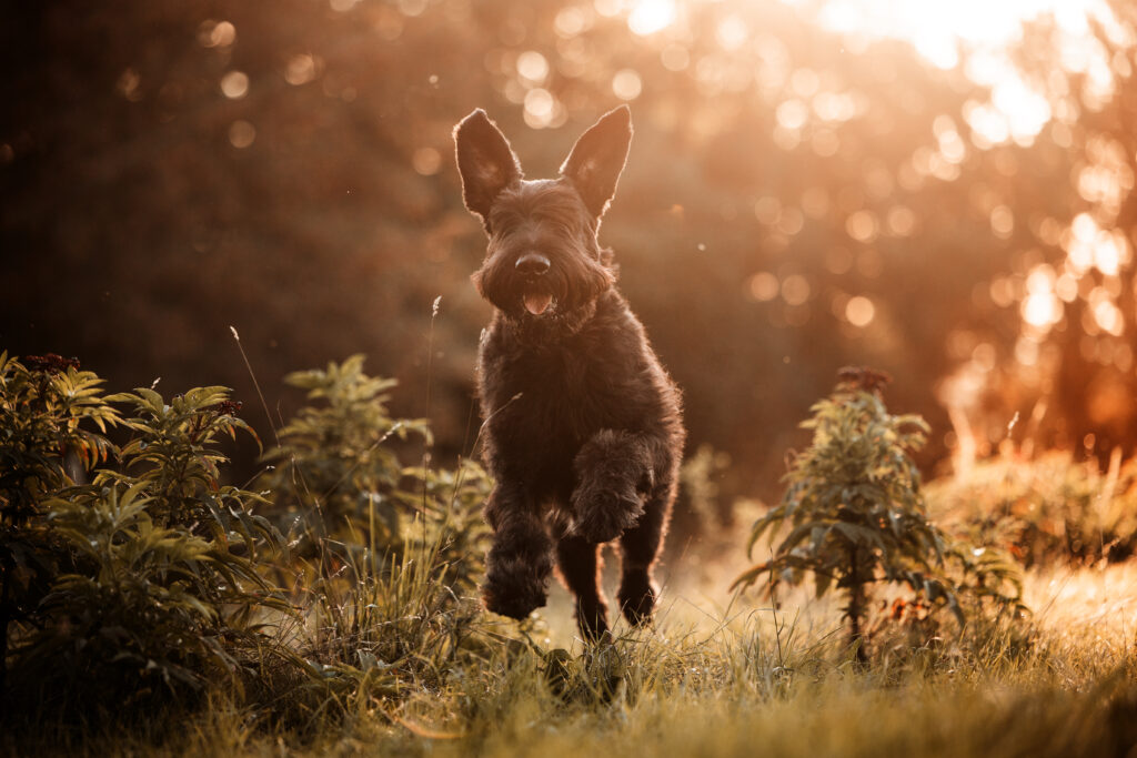 Riesenschnauzer rennt bei Hundefotoshooting mit Coralie Duda Fotografie in Büdingen