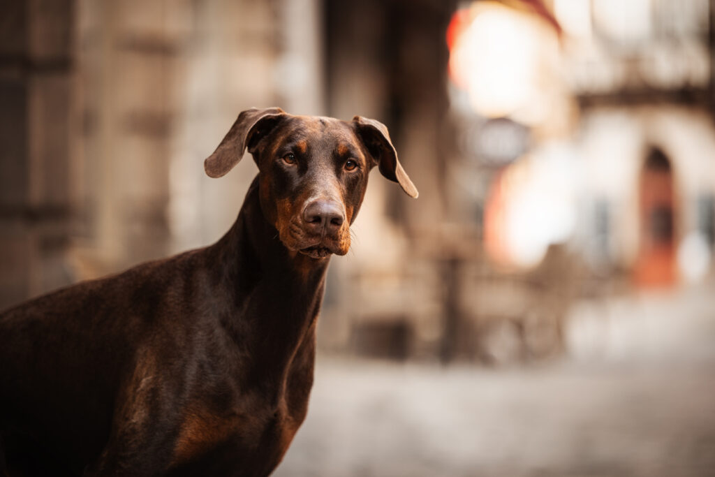 Dobermann bei Fotoshooting für Hunde in der Stadt mit Coralie Duda Fotografie